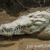 crocodile_american_tar_h_1505_cos2508.jpg